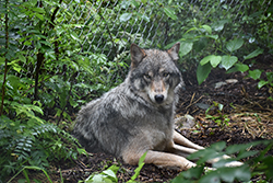 Photographie d'un loup gris